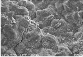 圖13-5 A區斷面內側微觀形貌